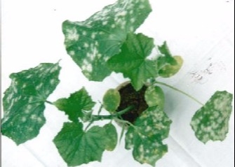 Cucumber Powdery Mildew Chitin Oligosaccharide Fertilizer
