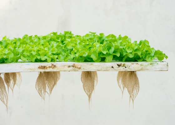 Somatotrophic Oligochitosan Fertilizer Chitosan Oligosaccharide Agriculture