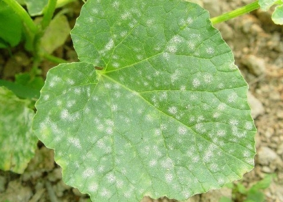 Powdery Mildew Prevented Water Soluble Chitosan Oligosaccharide Agriculture Biopesticide