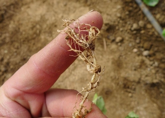 Root Plants Nematodes Inhibited Chitosan Oligosaccharide Agriculture Powder