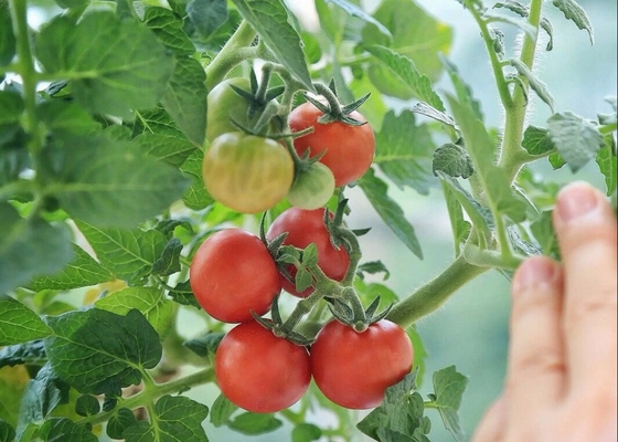 Tomato Growth Chitosan Oligosaccharide Agriculture Cold Resistance 148411 57 8