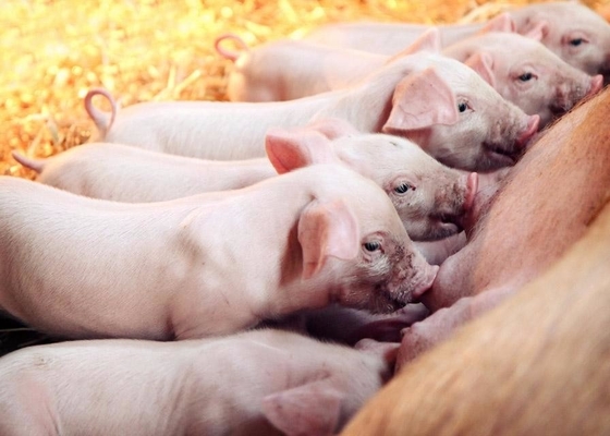 Pigs Feed Chitosan Oligosaccharide COS For Increasing Amino Acid Content In Pig Milk