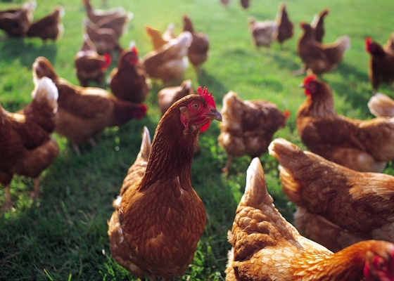 80 Mesh Feed Chitosan Oligosaccharide Additives Reducing Broilers Mortality