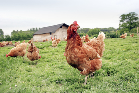 Chicken Feed COS Chitosan Oligosaccharide Powder Improve Immunity