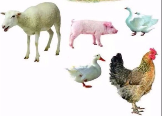 Less Than 5000 Da  Intestinal Health Improved Chitosan Oligomer Poultry Feed Addictive
