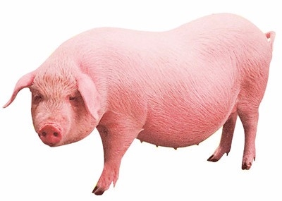Feed Grade Reproductive Improved Sows Water Soluble Oligo Chitosan