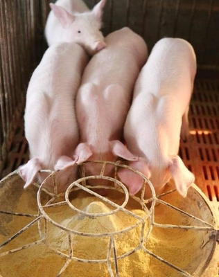 Sows Performance Improved Chitin Oligosaccharide Light Yellow Powder