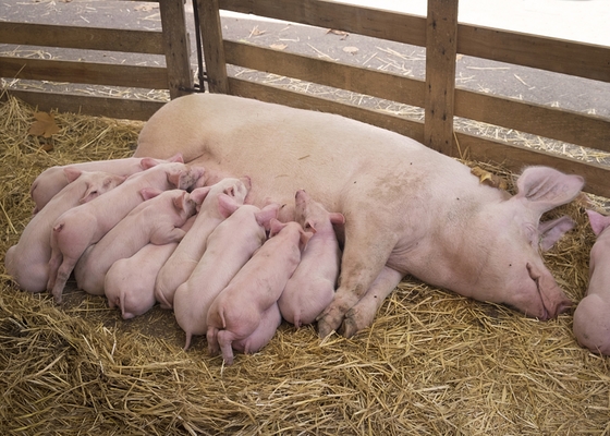 Daily Gain Piglets Improved Chitin Oligosaccharide Feed Grade