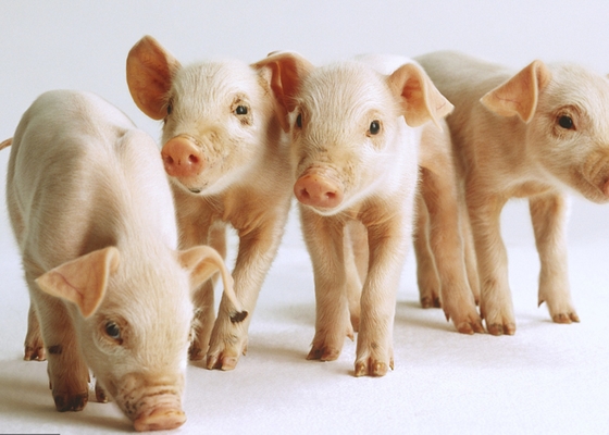 Daily Gain Piglets Improved Chitin Oligosaccharide Feed Grade