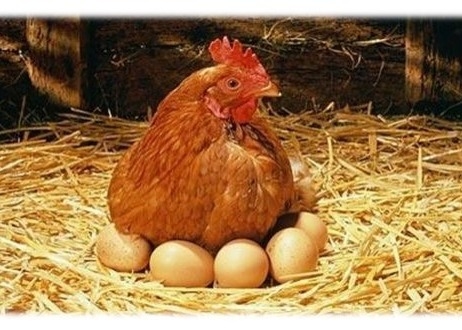 Improve Egg Quality 100g/T Chitosan Oligosaccharide 148411-57-8